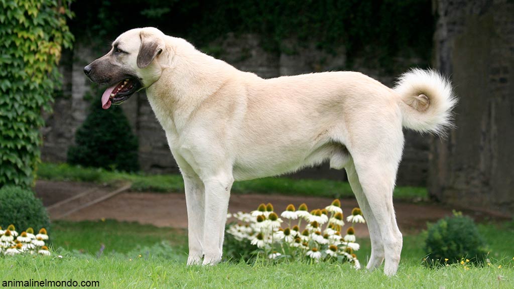 Cane Pastore dell’Anatolia