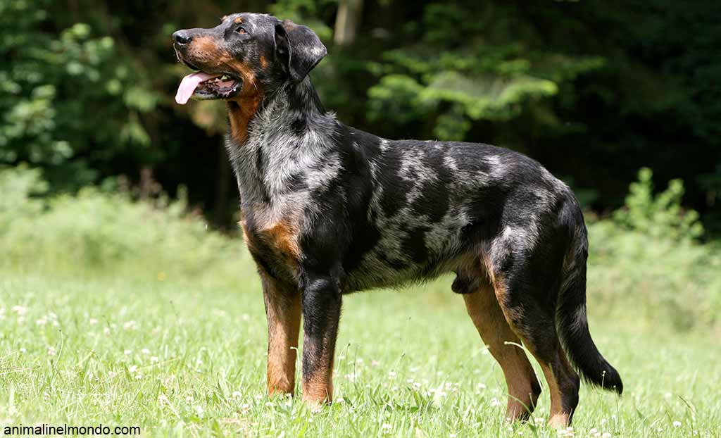 Cane Pastore della Beauce