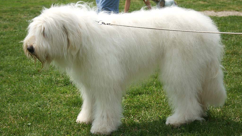 Cane Pastore Russia Meridionale