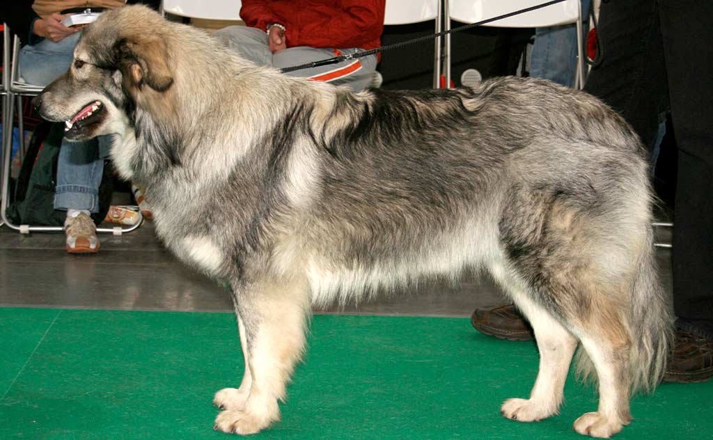 Cane Pastore di Karst