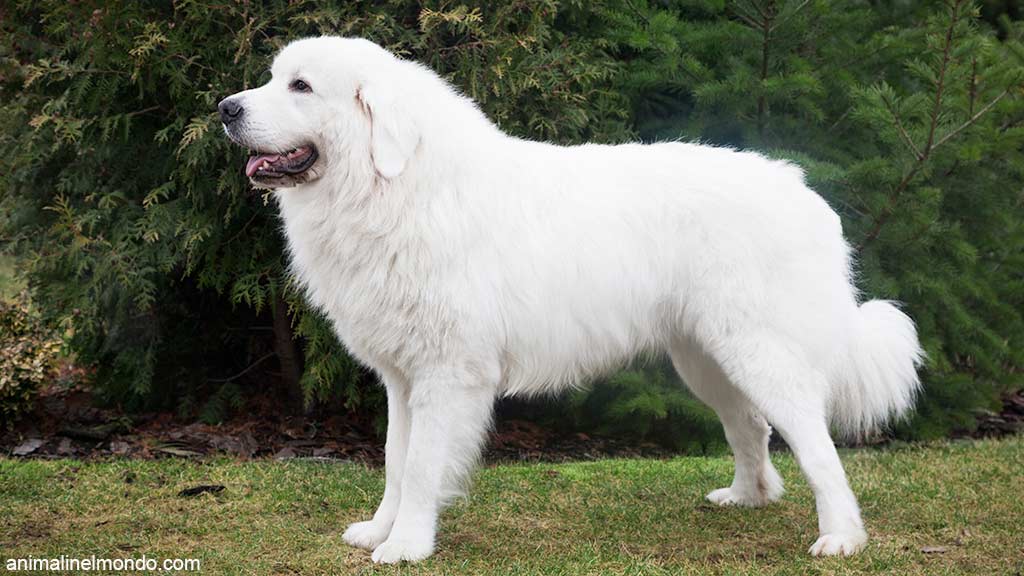 Cane Pastore di Tatra