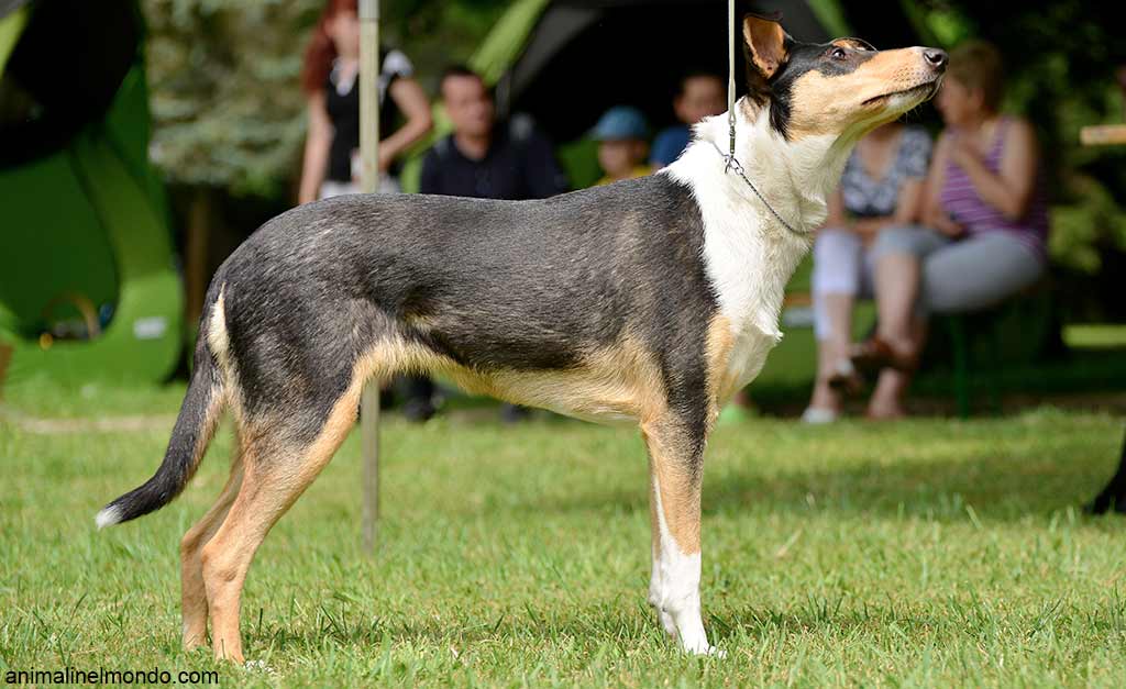 Cane Pastore scozzese a pelo corto