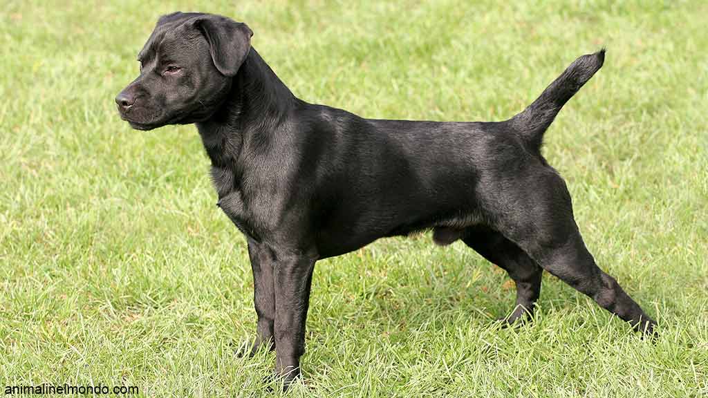 Cane Patterdale Terrier