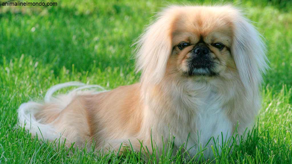 Cane Pechinese