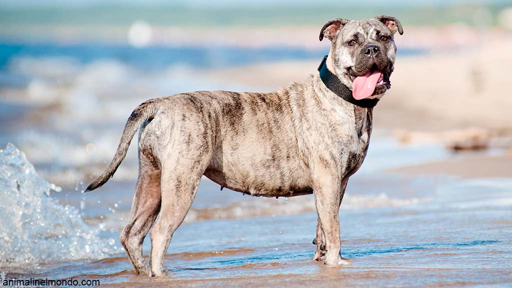 Perro Dogo Mallorquin