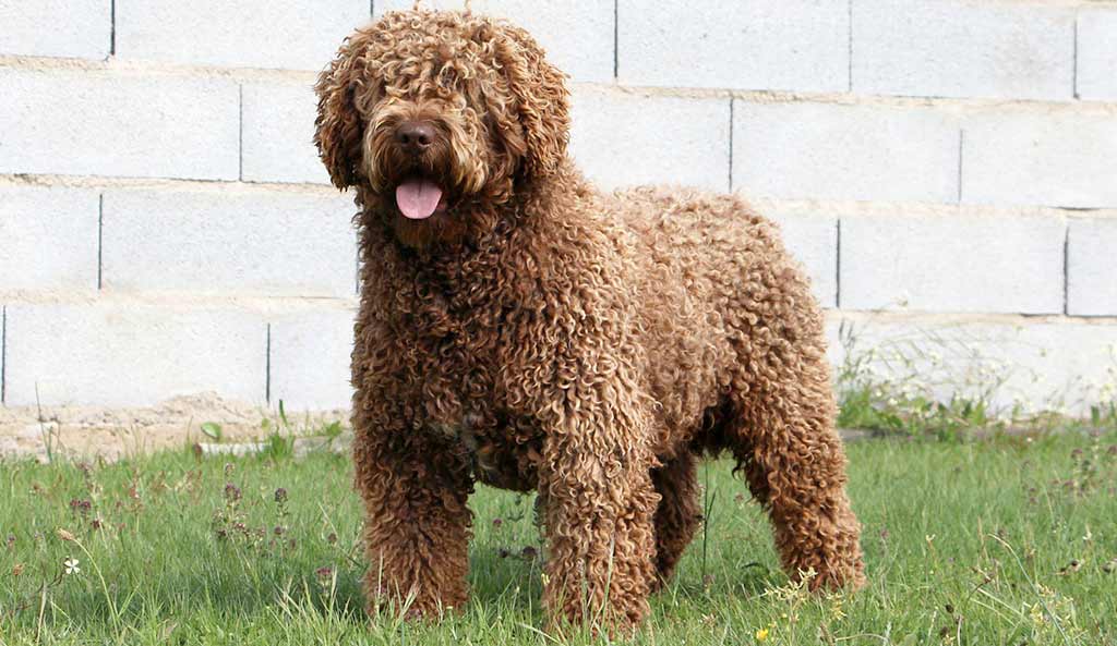 Cane Perro de Agua Espanol
