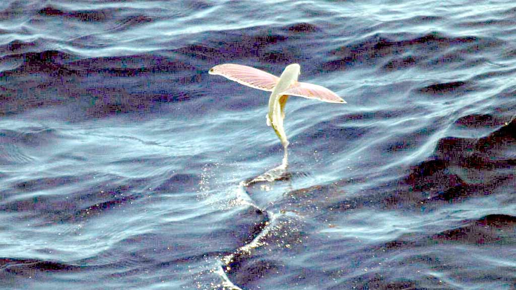 Pesce volante