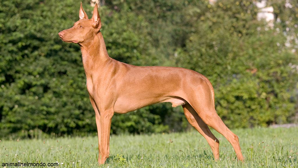 Cane Pharaoh Hound