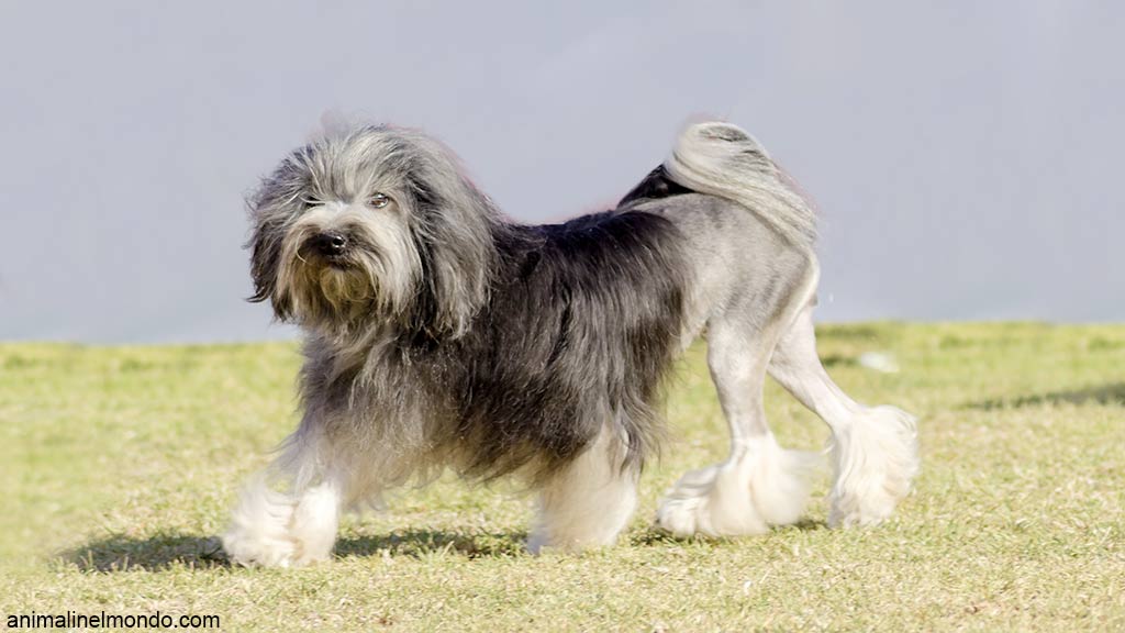 Cane Piccolo Cane Leone