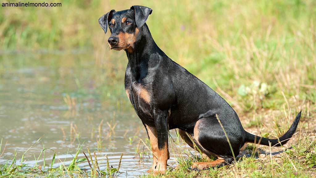 Cane Pinscher