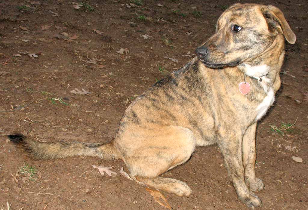 Cane Plott Hound
