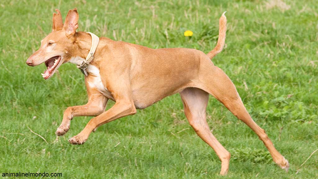 Cane Podenco Canario