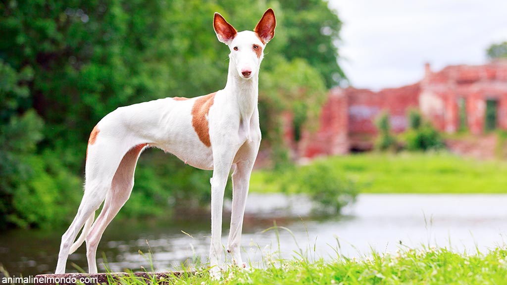 Cane Podenco Ibicenco