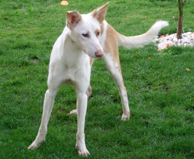 Cane Podengo Portoghese grande a pelo liscio
