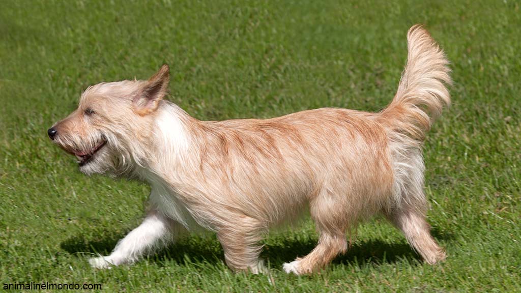 Cane Podengo Portoghese piccolo a pelo duro