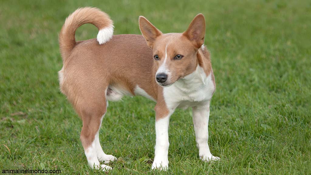 Cane Podengo Portoghese piccolo a pelo liscio