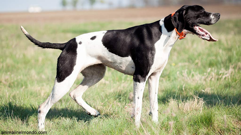 Cane Pointer inglese
