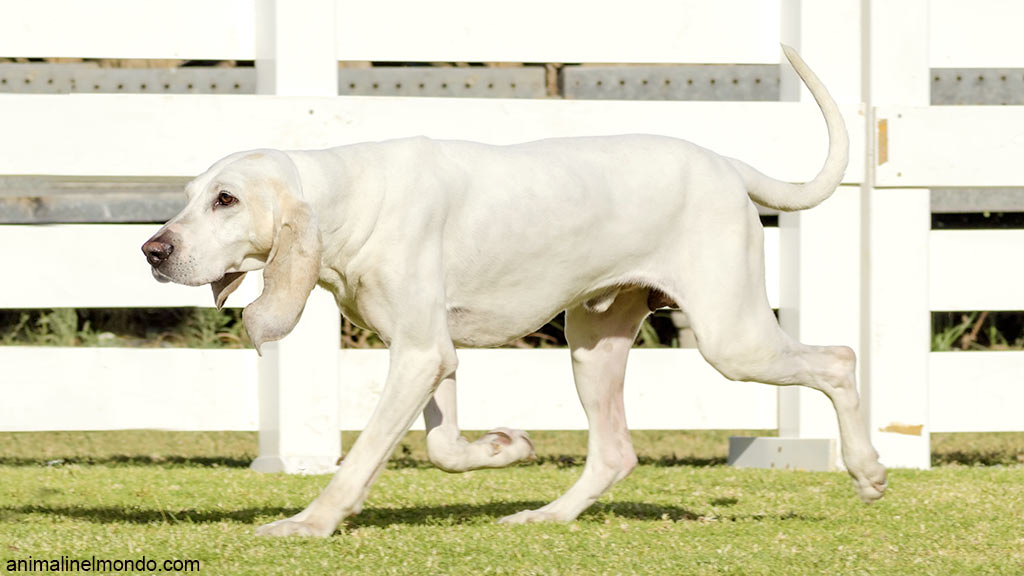 Cane Porcelaine