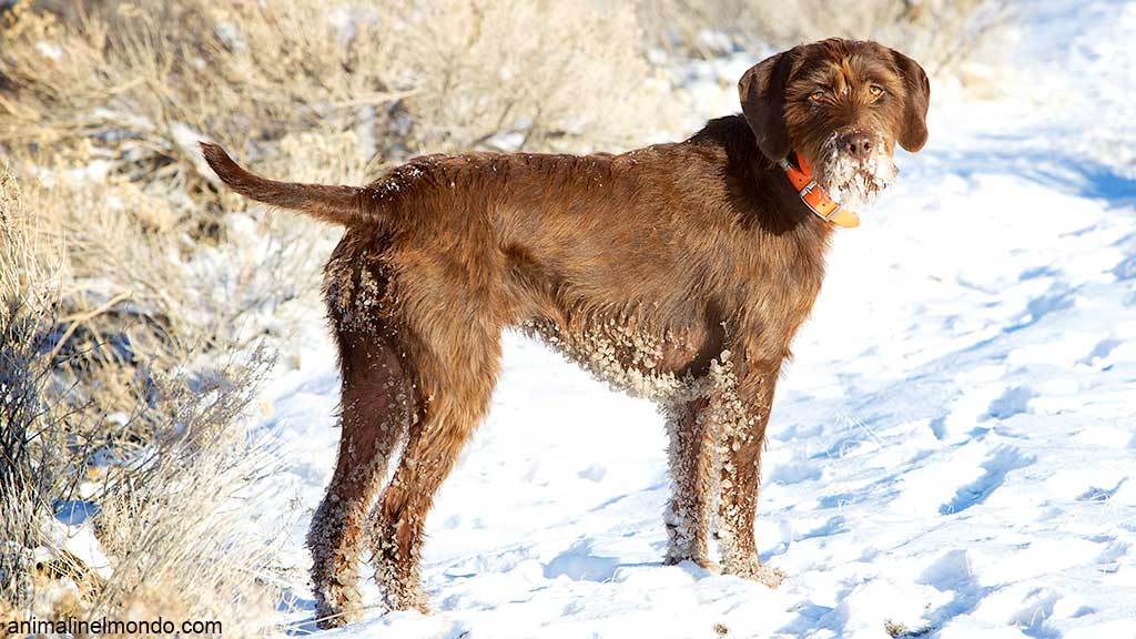 Cane Pudelpointer