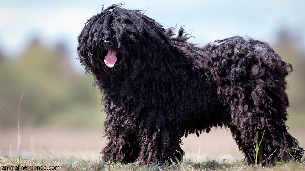 Cane Puli