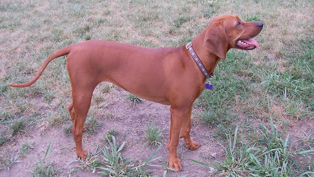 Cane Redbone Coonhound