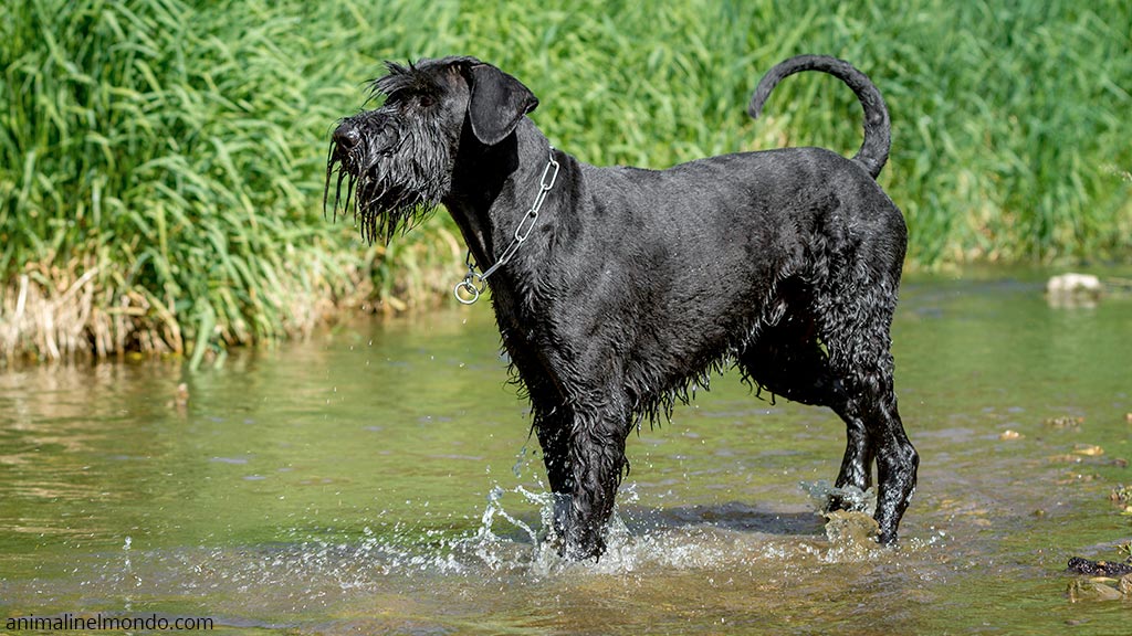 Cane Riesenschnauzer