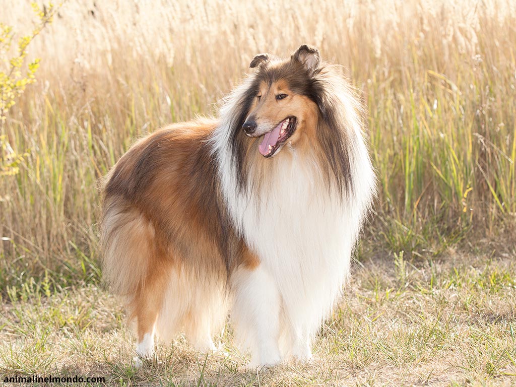Cane Rough Collie