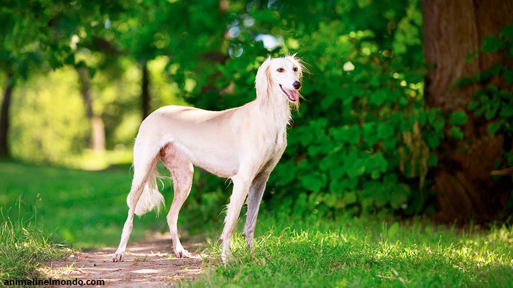 Cane Saluki