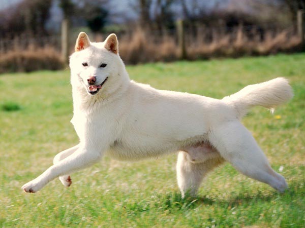 Cane Sanshu