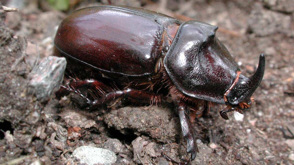 Scarabeo Rinoceronte