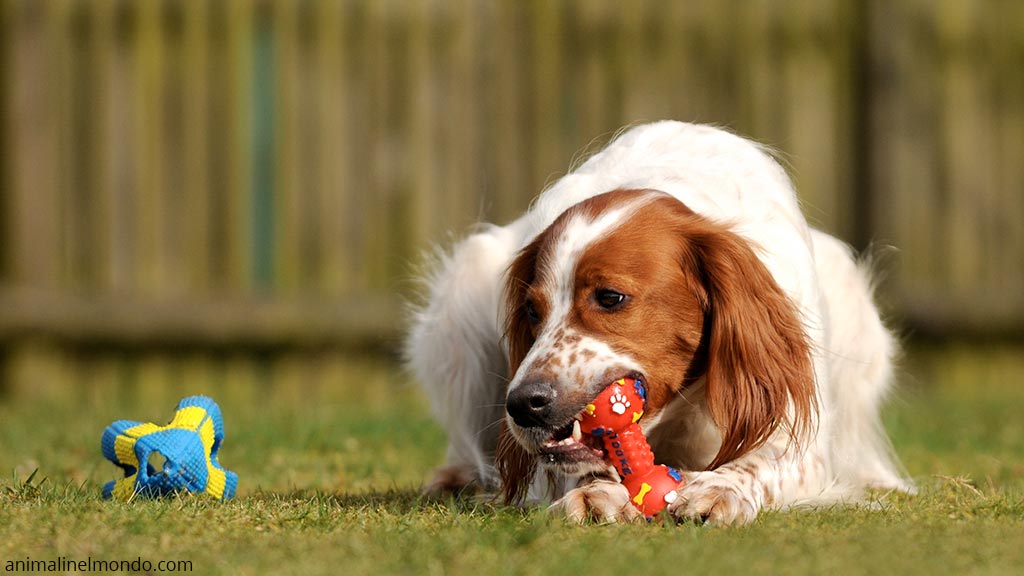 Cane Setter irlandese rosso e bianco