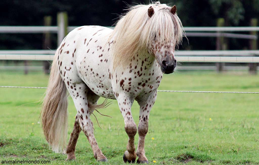 Pony Shetland