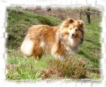 Lo Shetland