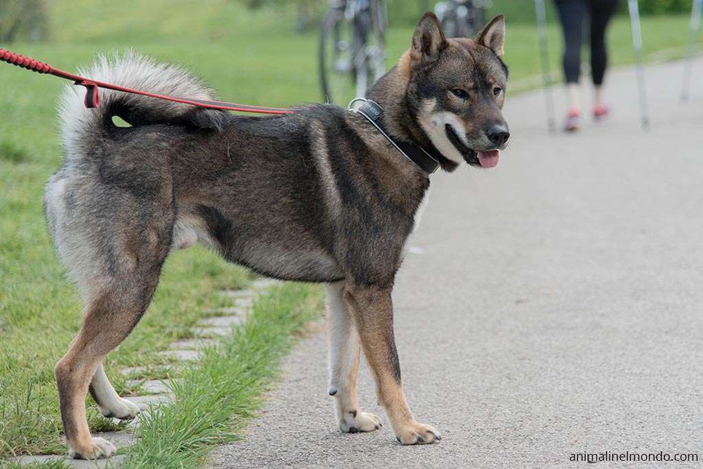 Cane Shikoku