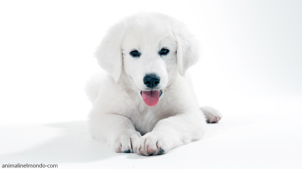 Cane Slovensky Cuvac