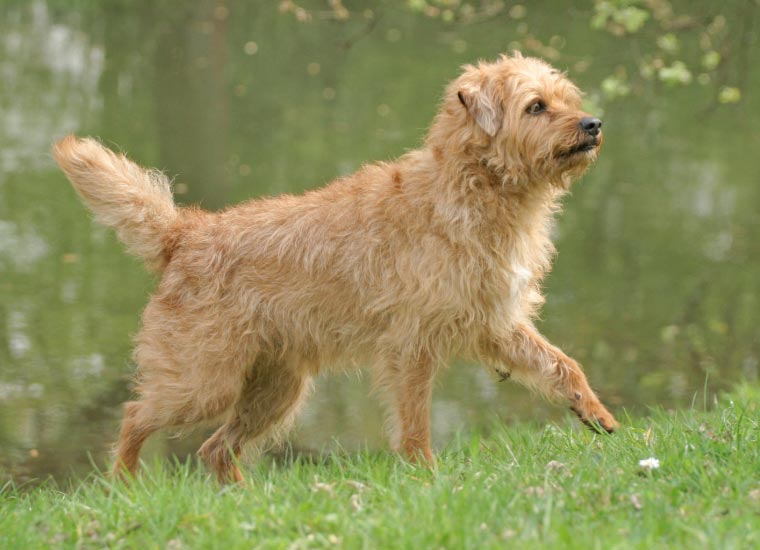Cane Smoushond olandese