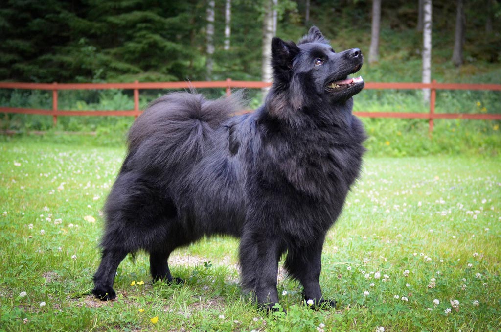 Cane Svensk Lapphund