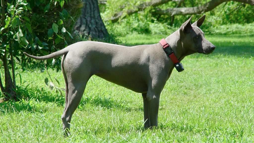 Cane Tai Ridgeback Dog