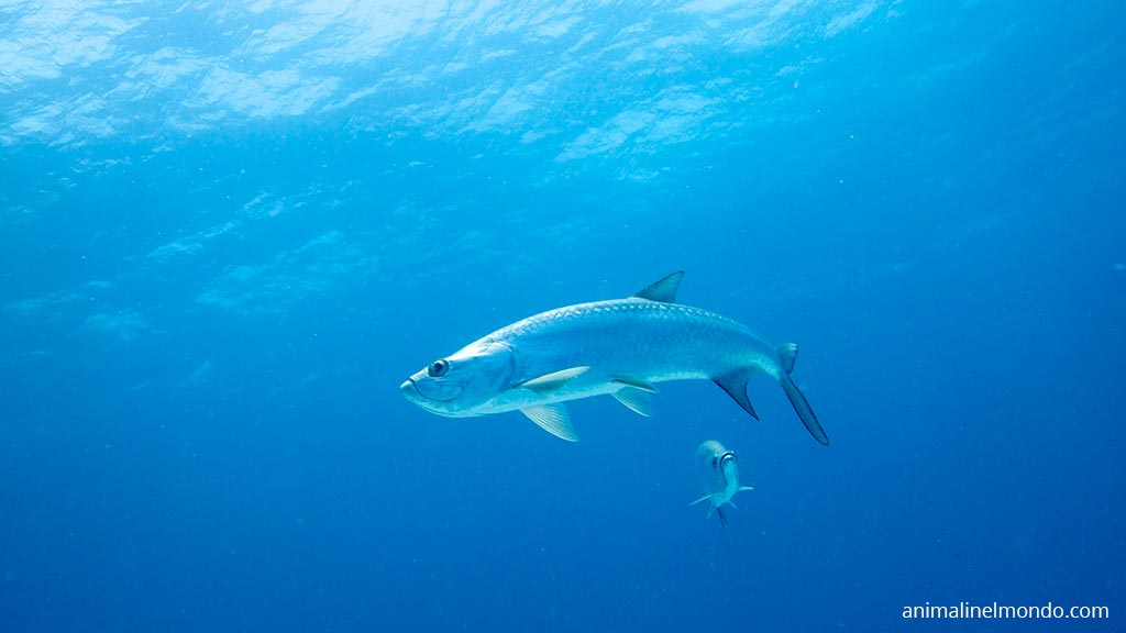 Pesce Tarpon