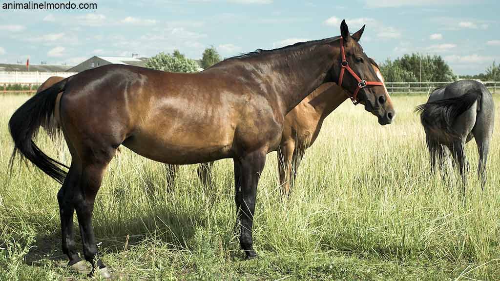 Tennessee Walking Horse