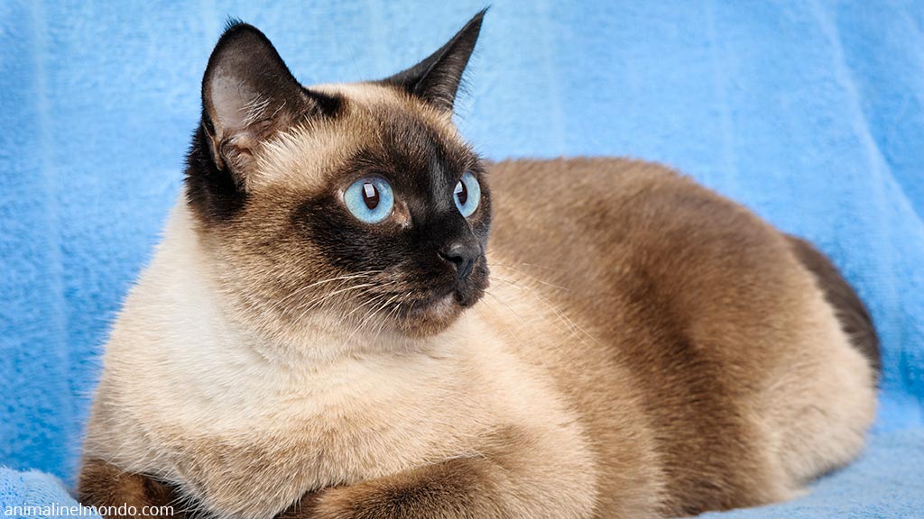 Thai o Siamese tradizionale