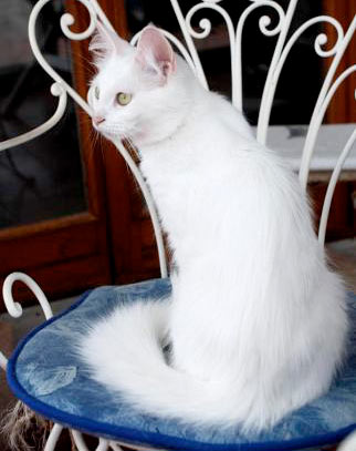 Vilmar’s Angora Turco