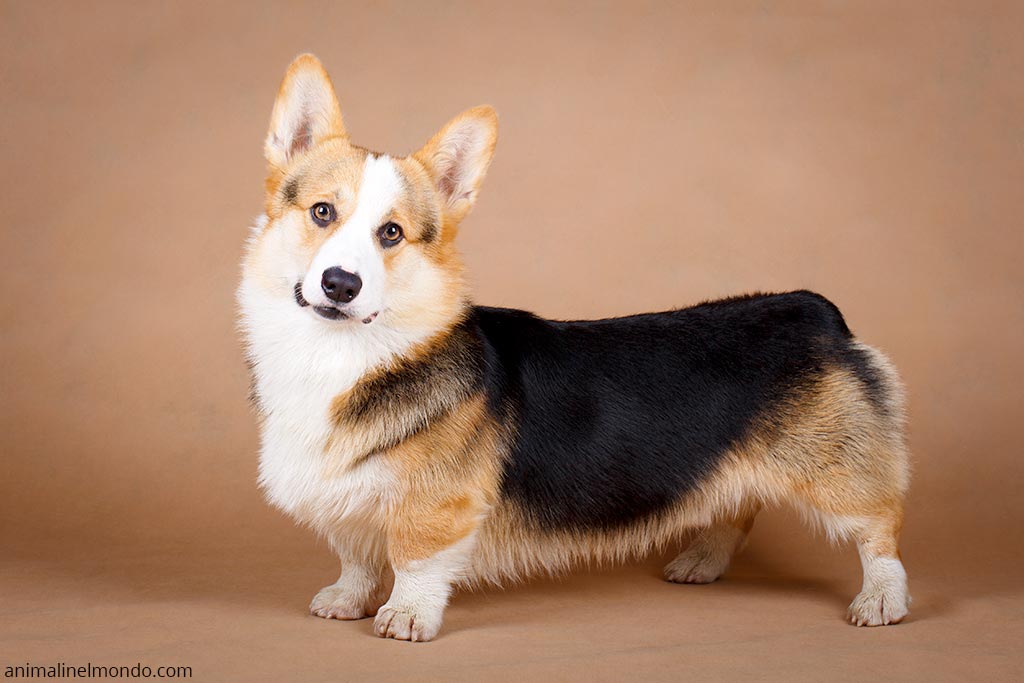 Cane Welsh Corgie Pembroke