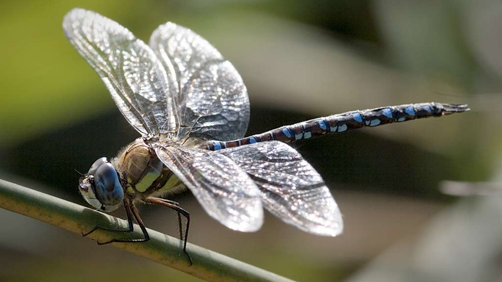 Aeshna Juncea