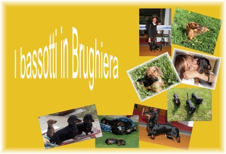 I miei Bassotti in Brughiera