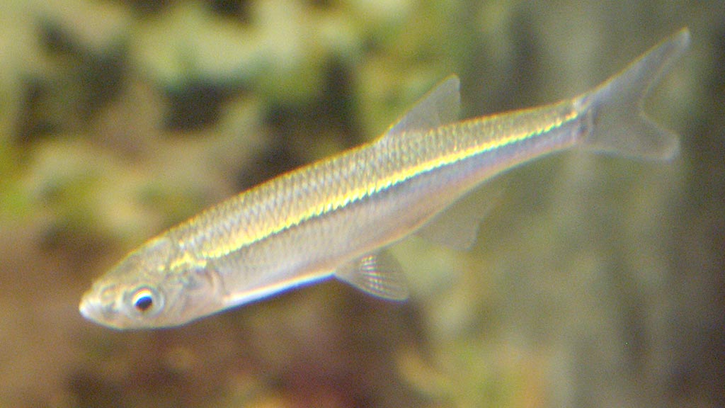 Alborella