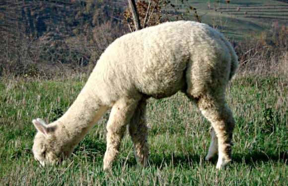 I mie dolcissimi Alpaca