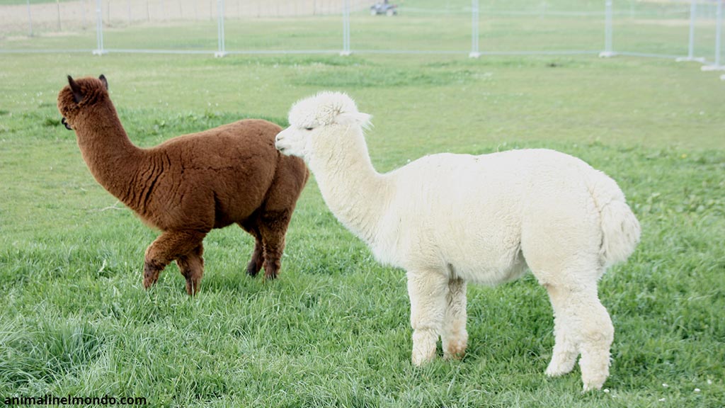 Alpaca