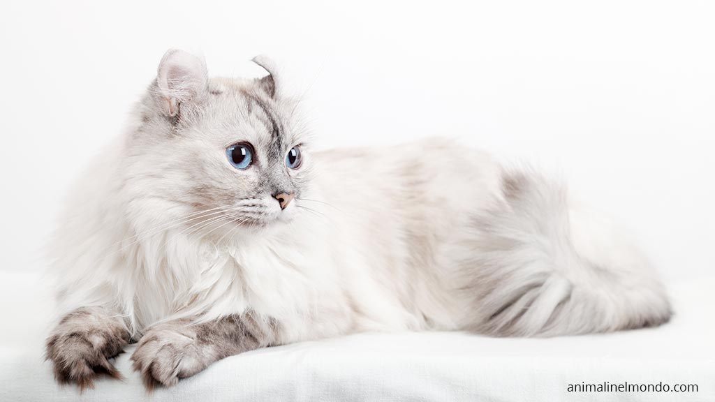 American curl longhair