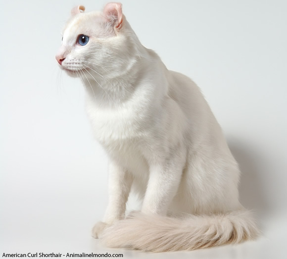 American curl shorthair